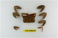 藏品(絨毛大眼蟹)的圖片